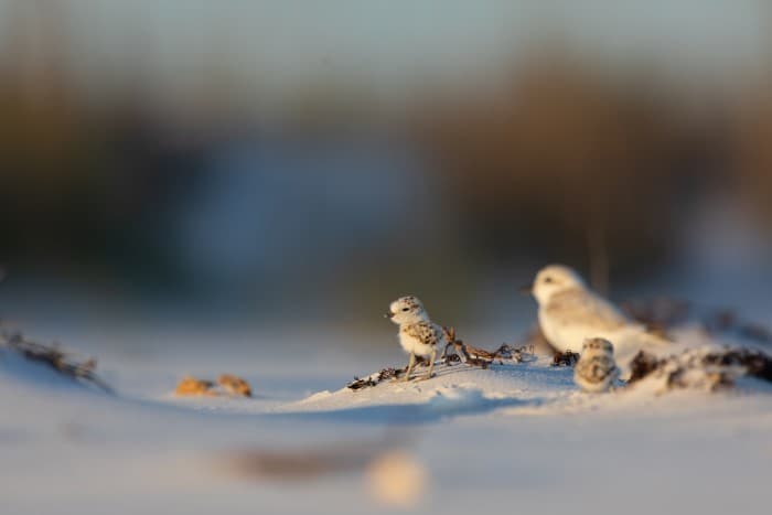 Los explosivos pueden herir no solo a las tortugas, sino a las aves, pues se pueden comer los restos de los fuegos artificiales que caen en la arena.
