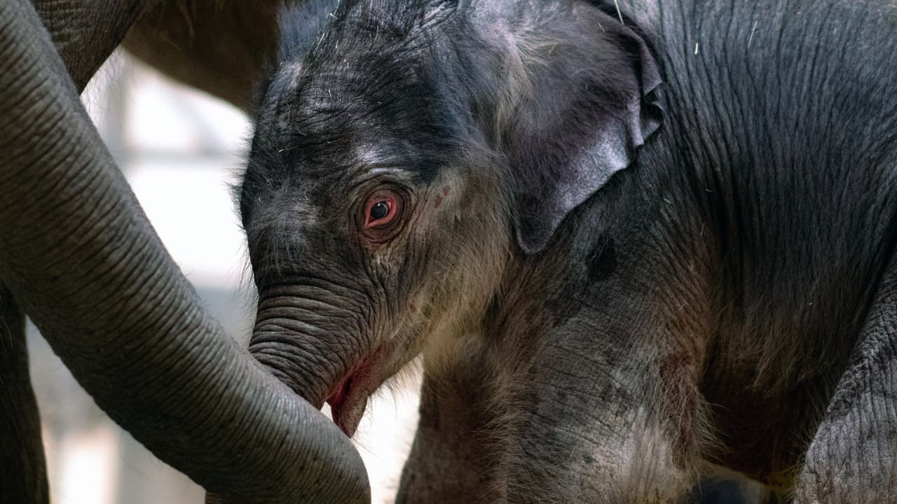 El pequeño elefante asiático que nació en el Zoológico de Fort Worth no tiene nombre aún.
