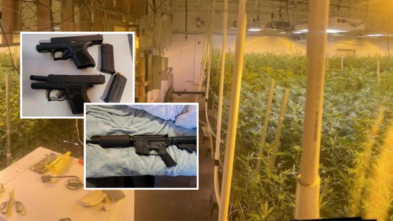 Invernadero ilegal con más de $3 millones en marihuana es intervenido por la policía