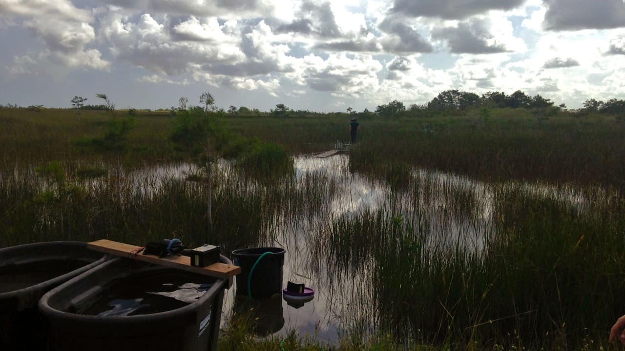 Un experimento dirigido por la Florida International University añade agua salada para explorar los efectos de la subida del nivel del mar.