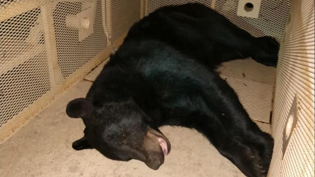 Personal certificado capacitado de Departamento de Recursos Naturales lo inmovilizó químicamente de manera segura alrededor de las 10:15 PM cerca de 175 Kimberly Way, para luego reubicarlo en un área segura.