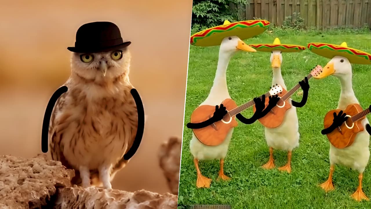 ¿Qué pasaría si las aves tuvieran brazos? No dejarás de reír con estas divertidas animaciones