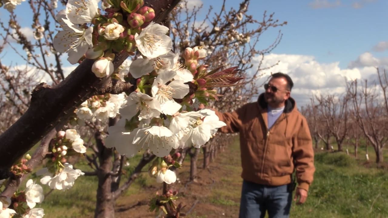 "Nuestros bolsillos se ven impactados": agricultor explica cómo la helada podría traer graves consecuencias a la economía de California