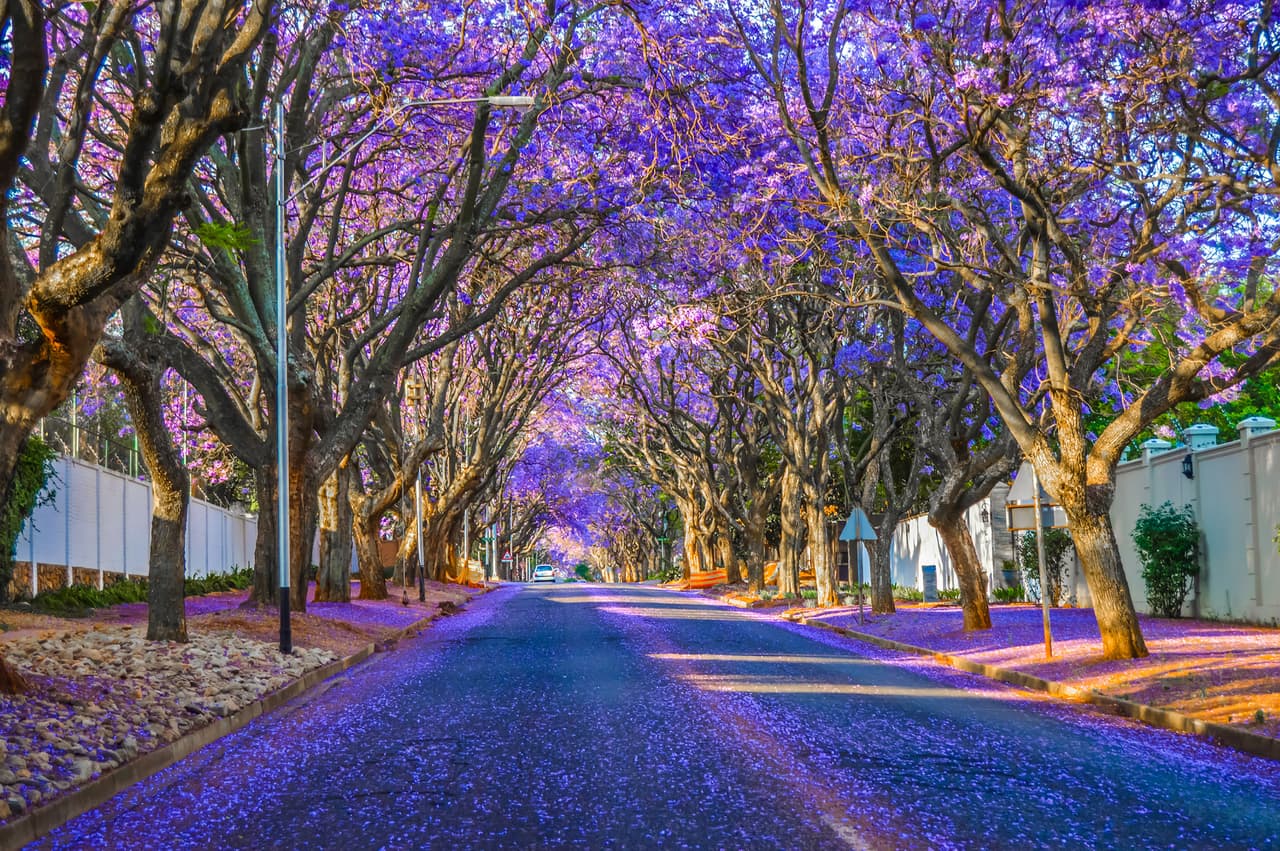 <b>Pretoria (Sudáfrica)</b>
<br>
<br>Los hermosos árboles de jacarandá florecen desde finales de septiembre hasta noviembre en Sudáfrica. Con ramas de color púrpura colgando sobre las calles, cualquier paseo por Pretoria promete ser memorable. 
<br>
