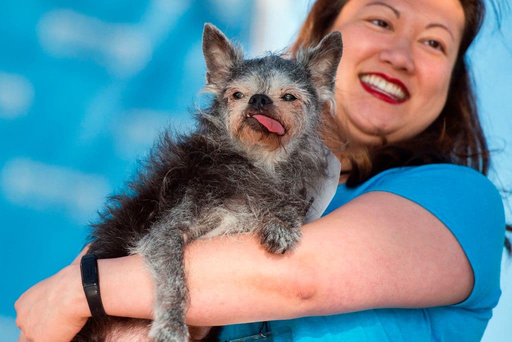 Miriam Tcheng sostiene a perro Moe, un Brussel Griffon Pug de 16 años, que quedó de segundo lugar en la competencia en Petaluma. No puede ver, ni oir, pero todavía tiene buen sentido del olfato, dice su dueña.
<br>