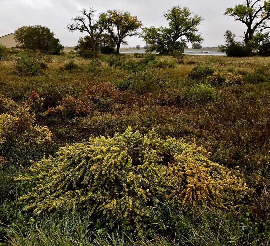 El Centro para la Diversidad Biológica recordó que ya pidió estos documentos en julio de 2017 bajo la Ley de Libertad de Información, pero denunció que el Gobierno de Trump "ignoró" la solicitud.En la gráfica una vista panorámica de árboles y arbustos en el Centro de Recuperación de Recursos Acuáticos Nativos del Suroeste en Dexter, Nuevo México.