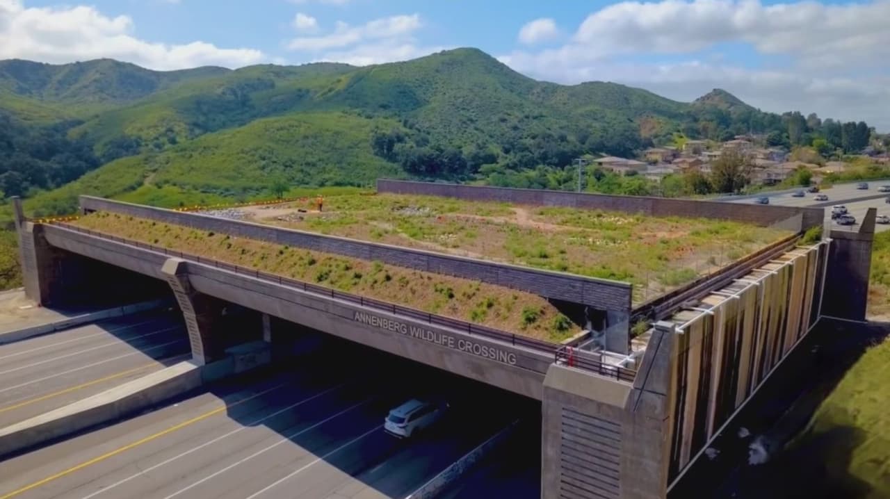 Conoce el puente que salvará la vida silvestre del sur de California
