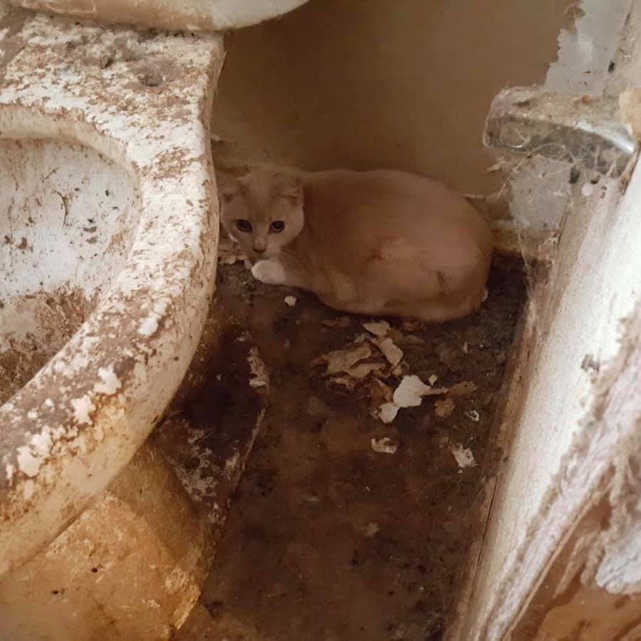 Los propietarios negociaron el rescate de los felinos que estaban en grave necesidad de atención médica y necesidades básicas.
<br>