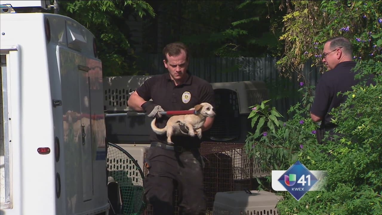 Incautan cerca de 200 animales de un hogar en SA