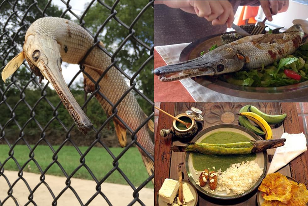 El 'mounstruo'texano es el delicioso 'Pejelagarto' en Tabasco, México