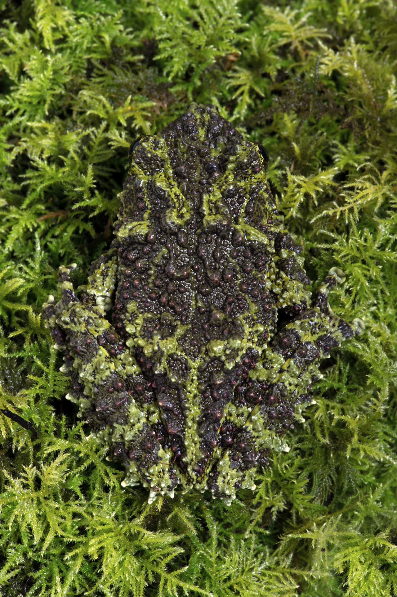 Las ranas de la especie 
<i>Theloderma corticale</i> son denominadas comunmente ranas musgosas pasan desapercibidas por sus depredadores en el hábitat húmedo que habitan. La textura y patrones de coloración de su piel la hacen prácticamente invisibles cuando se posan sobre los musgos. Esta especie, que habita el norte de Vietnam, se encuentra en peligro de extinción por la reducción de su heabitat natural.