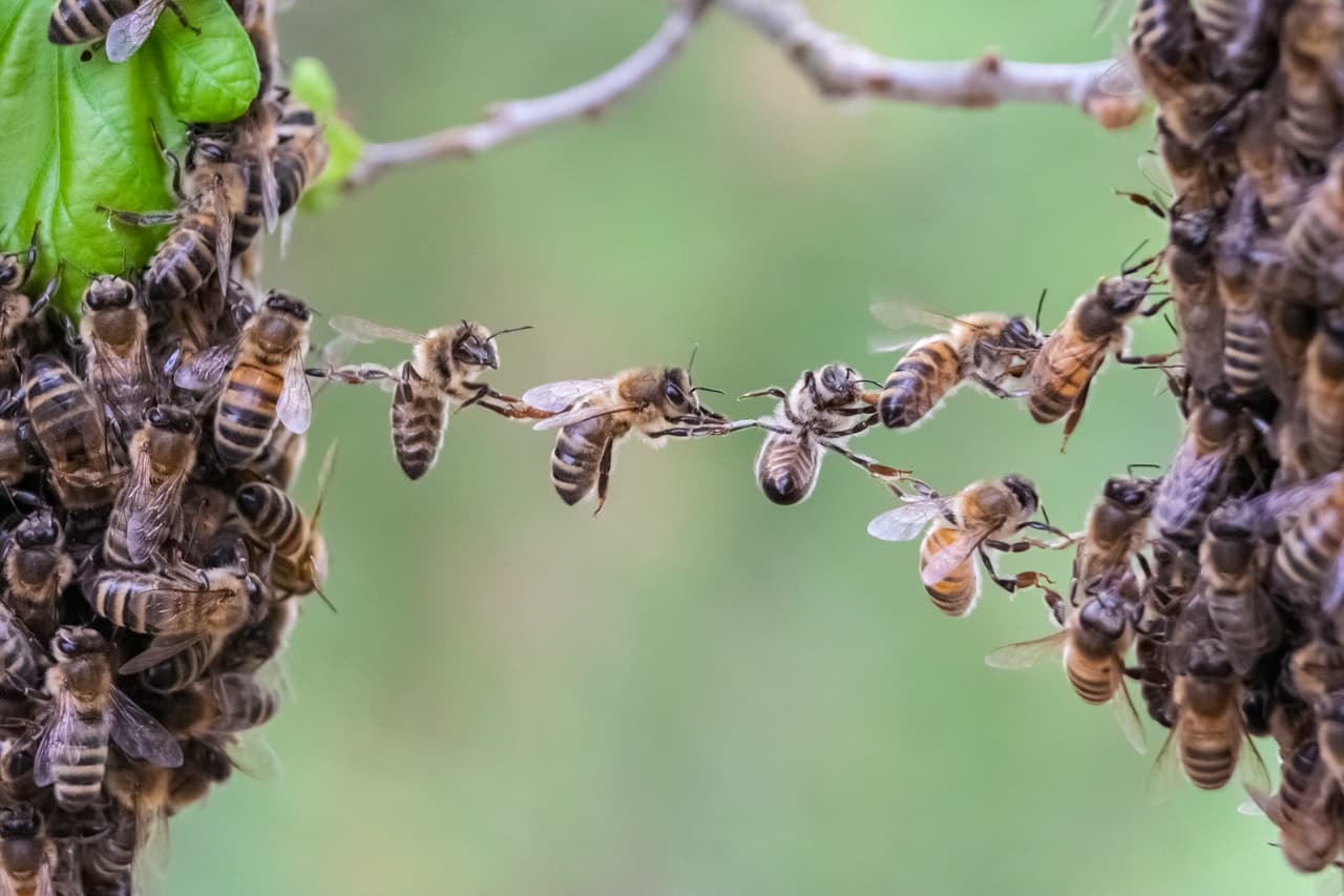 Una persona muere y otra resulta hospitalizada tras el ataque de un enjambre de abejas en Texas
