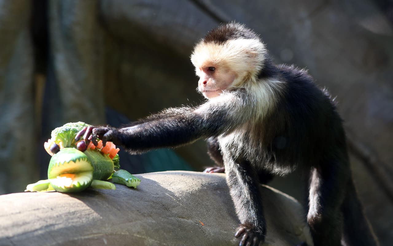 Los animales del Zoológico de Cali recibieron esta semana sus regalos de Navidad entre los que había verduras, helados, miel y esencias.