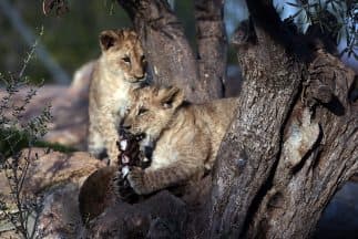 El zoológico que sacrificó a una jirafa sana, ahora hizo lo mismo con cuatro leones