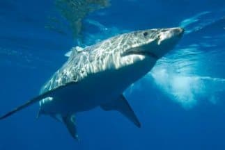 ¿Cómo? Tiburón muere en accidente de tráfico en Florida