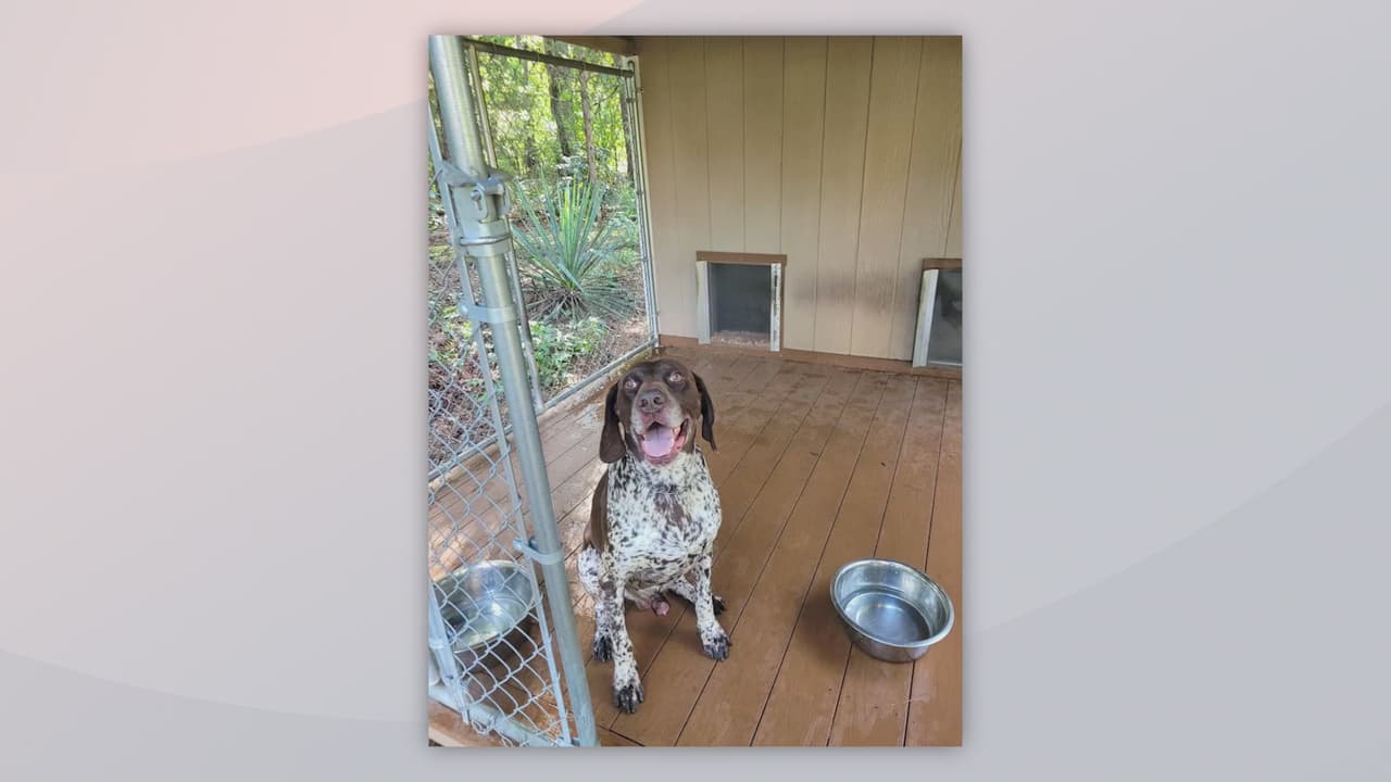 Oficial K9 Ben regresa a casa tras estar desaparecido