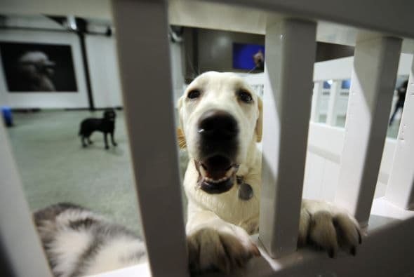 Finalmente, recuerda que castigos como mantenerlo encerrado en una jaula no son lo ideal. Es mejor preparar tu casa para un perro mordelón, no dejando nada que pueda masticar a su alcance. Pero si es necesario que se quede en una jaula, procura que nunca sea por mucho tiempo, que no se quede ahí con hambre o ganas de ir a hacer sus necesidades.