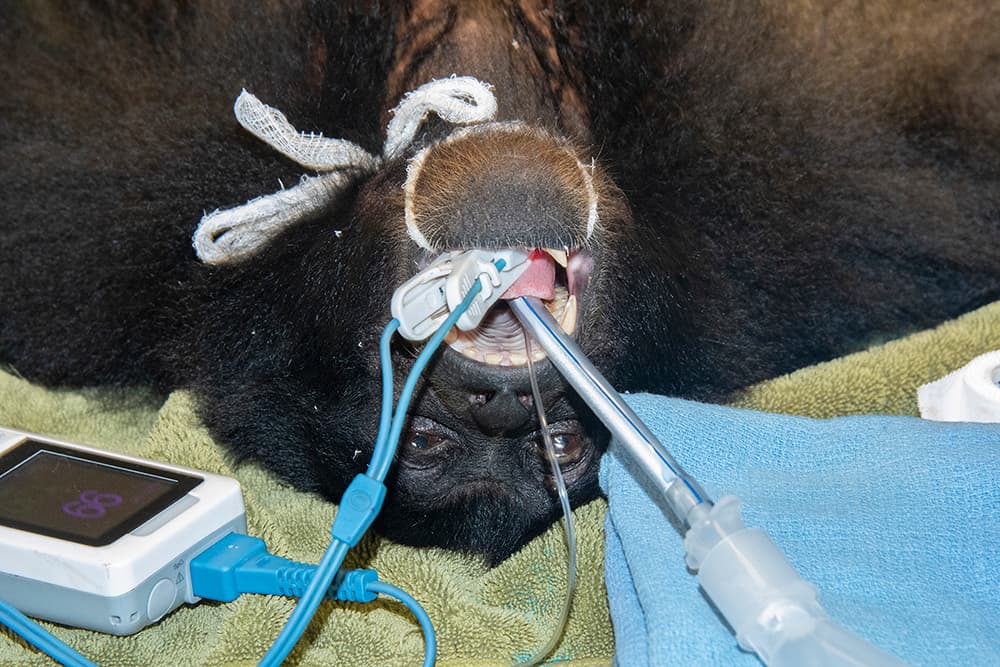 En el Zoológico de Miami