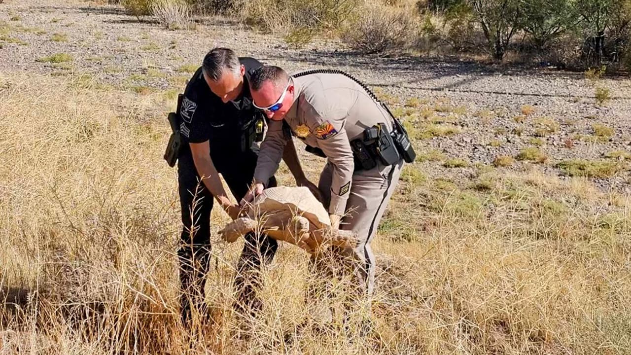 “Gracias a las acciones rápidas de un buen samaritano y del sargento Steven Sekrecki del AZDPS, “Stitch”, la tortuga sulcata, fue rescatada de la carretera ilesa”, señalaron autoridades.