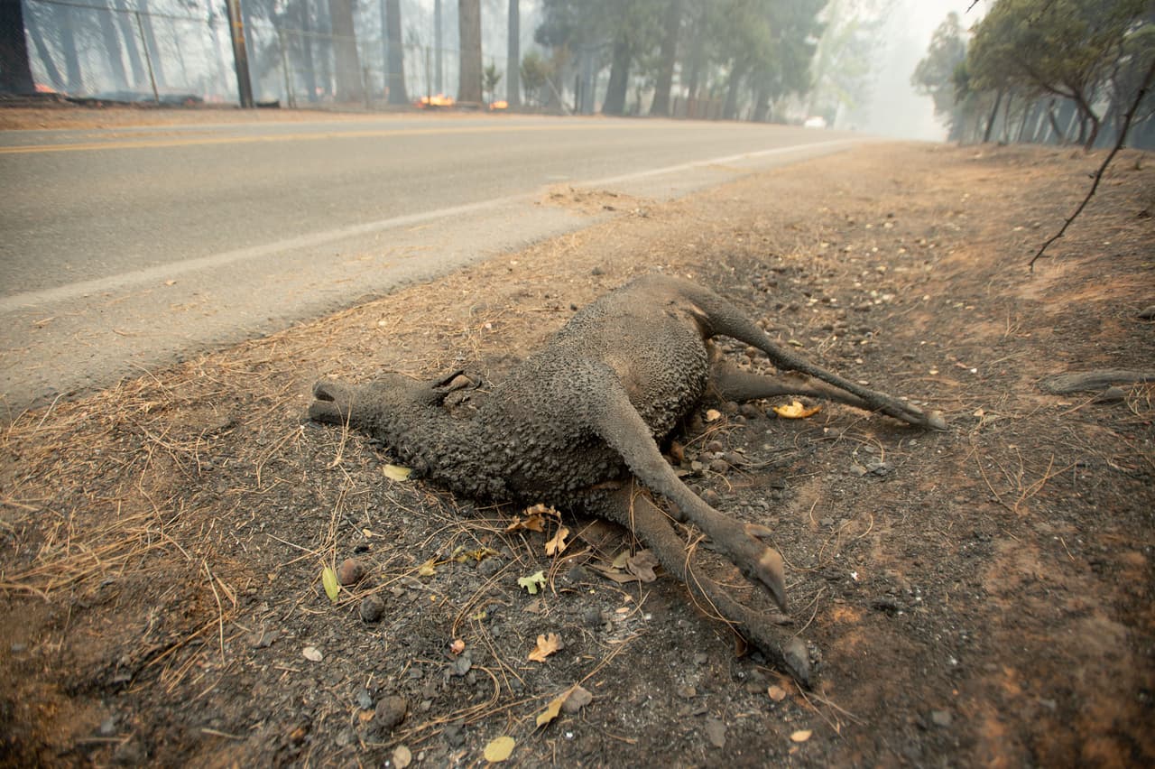 <b>Otros animales salvajes no tuvieron la misma suerte.</b> En un camino de Paradise se veía a ciervos calcinados. Esta ciudad vivió el incendio más devastador de la historia del estado.