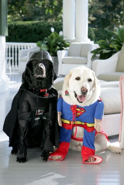 De izquierda a derecha Jackson y Dave, un Labrador y un Golden Retriever, las mascotas del vicepresidente Dick Cheney en la noche de Halloween celebrada en el Observatorio Naval de Washington el 31 de octubre de 2007.