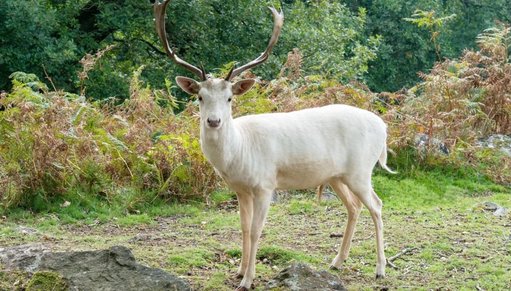 El ciervo blanco existe en la vida real, no solo en 'House of the Dragon'
