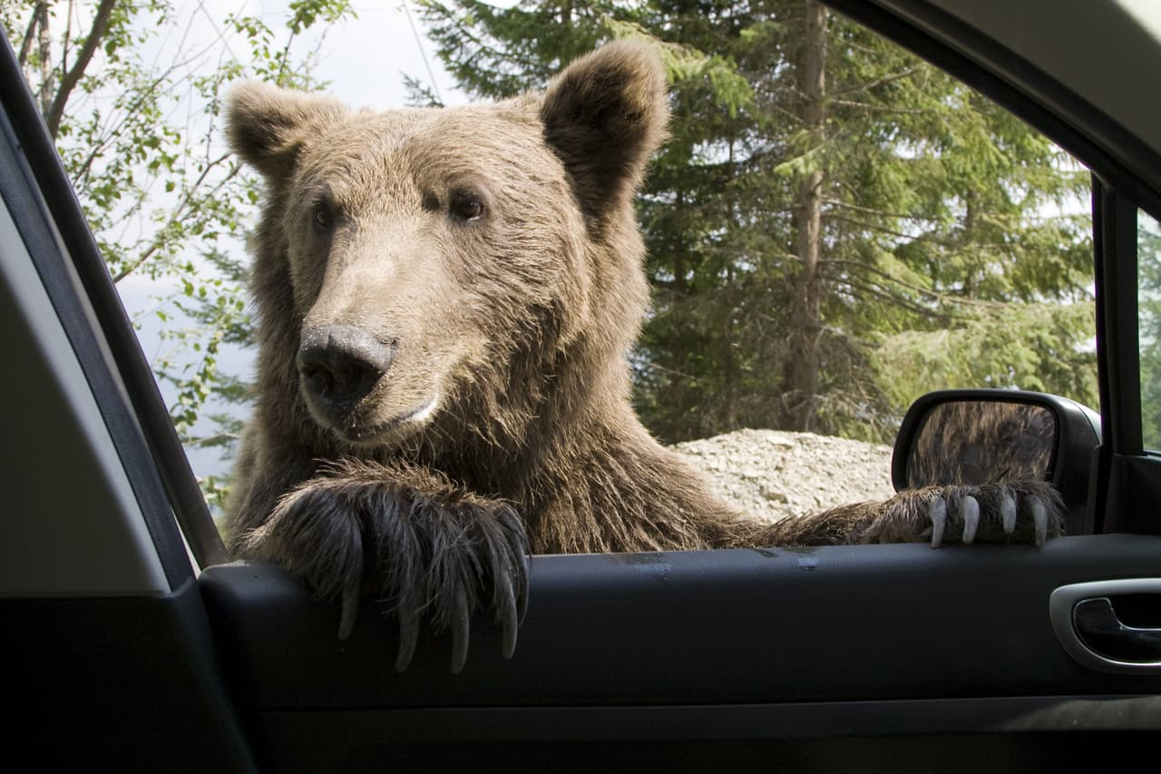 El estado de Misuri prohíbe conducir con un oso suelto en el auto. ¿Qué hacer entonces si te encuentras a uno pidiéndote un aventón en la carretera? Aunque podrías conducir con una jaula por si acaso se te presenta una oportunidad como ésta, lo mejor es que simplemente dejes a la naturaleza hacer lo suyo y sigas en tu trayecto.
