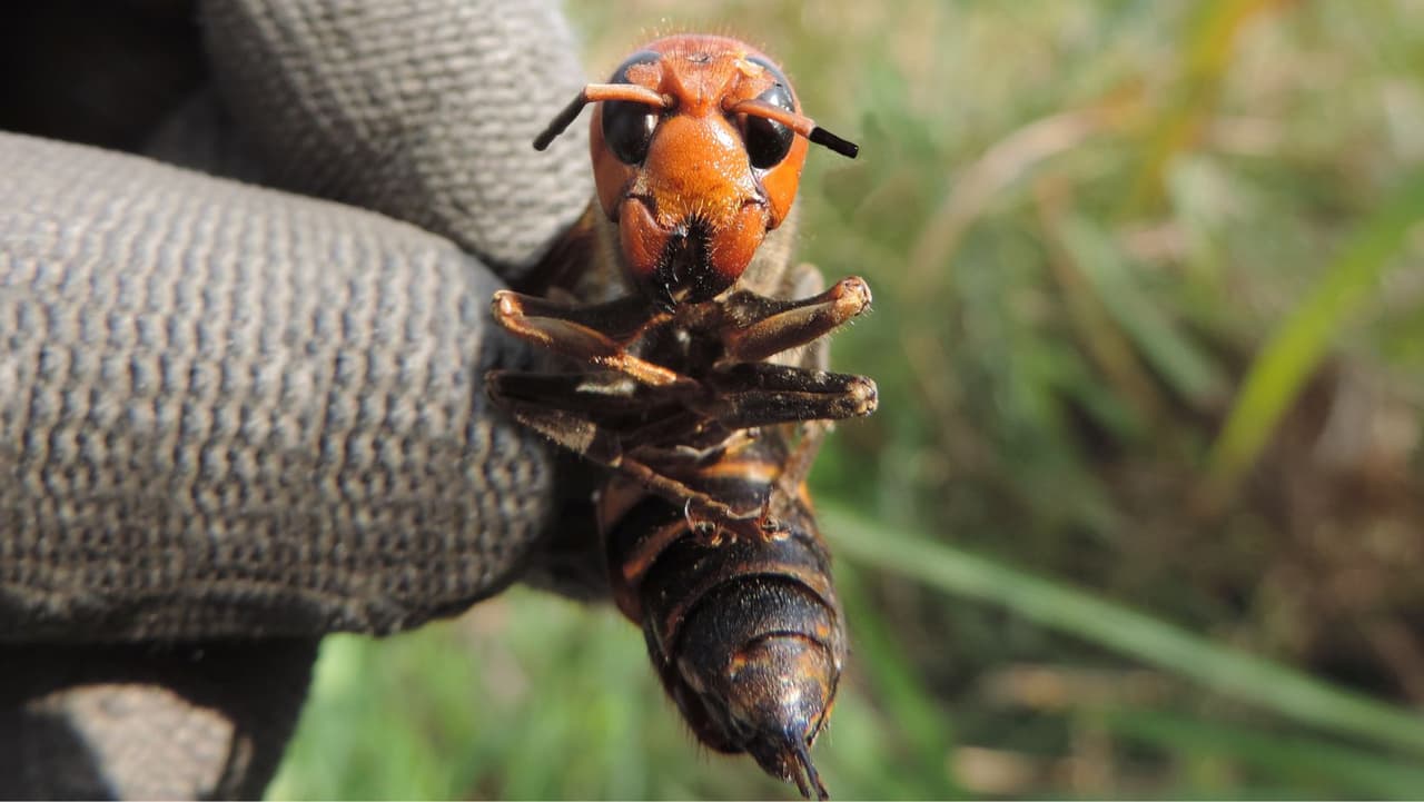 Los 
<a href="https://www.ces.ncsu.edu/murder-hornet-interactive-guide/?fbclid=IwAR2tcpOJZBuQ8_up0Vw6AFa6oQZC2JtUfrj5VpZQIXuZ8D1dMX6pUOwPHnU" target="_blank">avispones gigantes asiáticos</a>, más comúnmente conocidos como 
<b>avispones asesinos</b>, representan una amenaza para Pensilvania. El avispón gigante asiático llegó por primera vez a EE. UU. en 2020 cuando se descubrió el insecto en el estado de Washington.