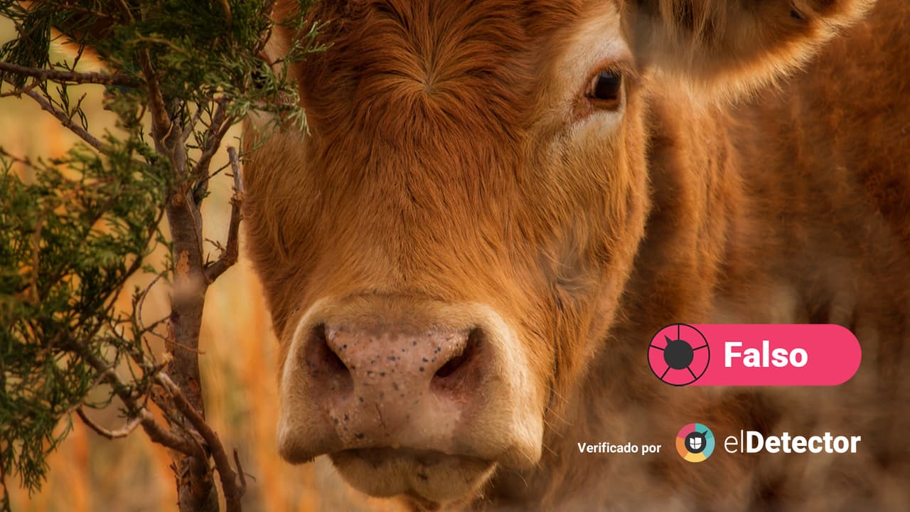 Esas vacas murieron de calor: es falso que su muerte fue intencional