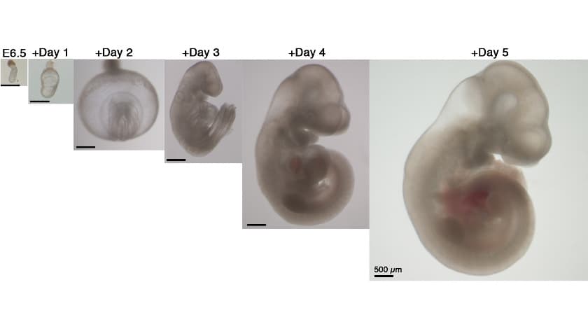 En la imagen se aprecia el desarrollo del embrión del ratón desde el momento de la fecundación hasta el día 5 de desarrollo. Fue en ese día cuando los científicos del Instituto de Ciencias de Weizmann, en Israel, lo trasladaron a la máquina que los mantuvo con vida otros 6 días más.