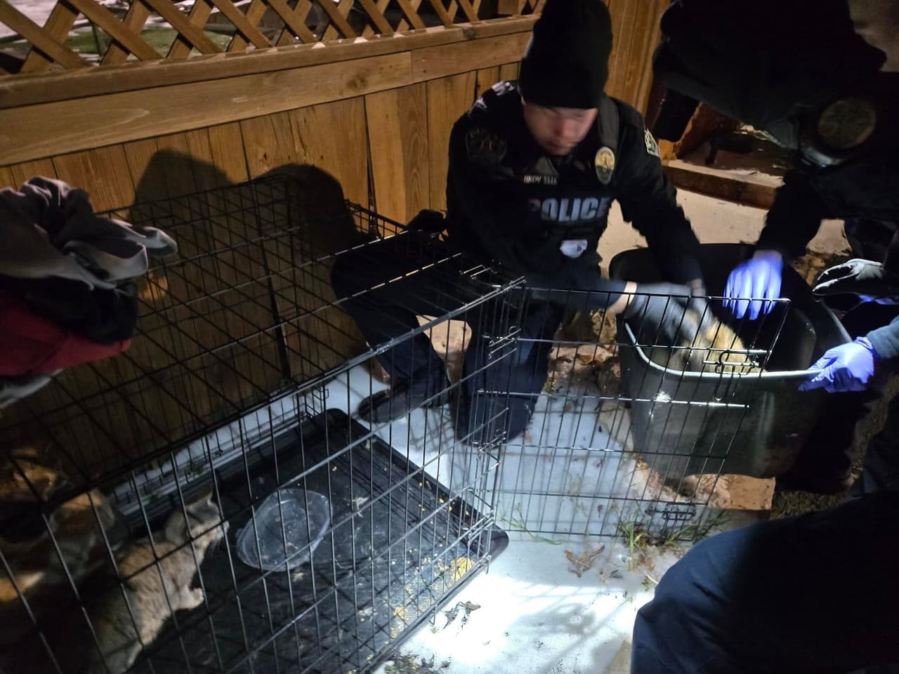 Ahí, el sargento Ben Mewis encontró a ocho gatitos que se estaban congelando dentro de una jaula que estaba en la banqueta y encima del hielo que se formó debido a las bajas temperaturas del fin de semana.