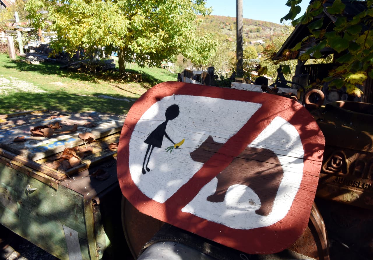 Los osos pardos de Croacia que quedaron huérfanos o fueron abandonados o maltratados y no son capaces de sobrevivir en la naturaleza encuentran un nuevo hogar en Kuterevo, en el único refugio del país para estos animales.