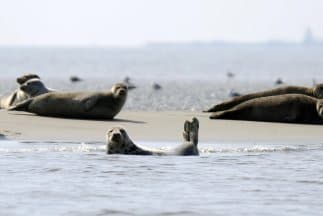 Derrame de petróleo en Nueva Jersey amenaza su vida silvestre