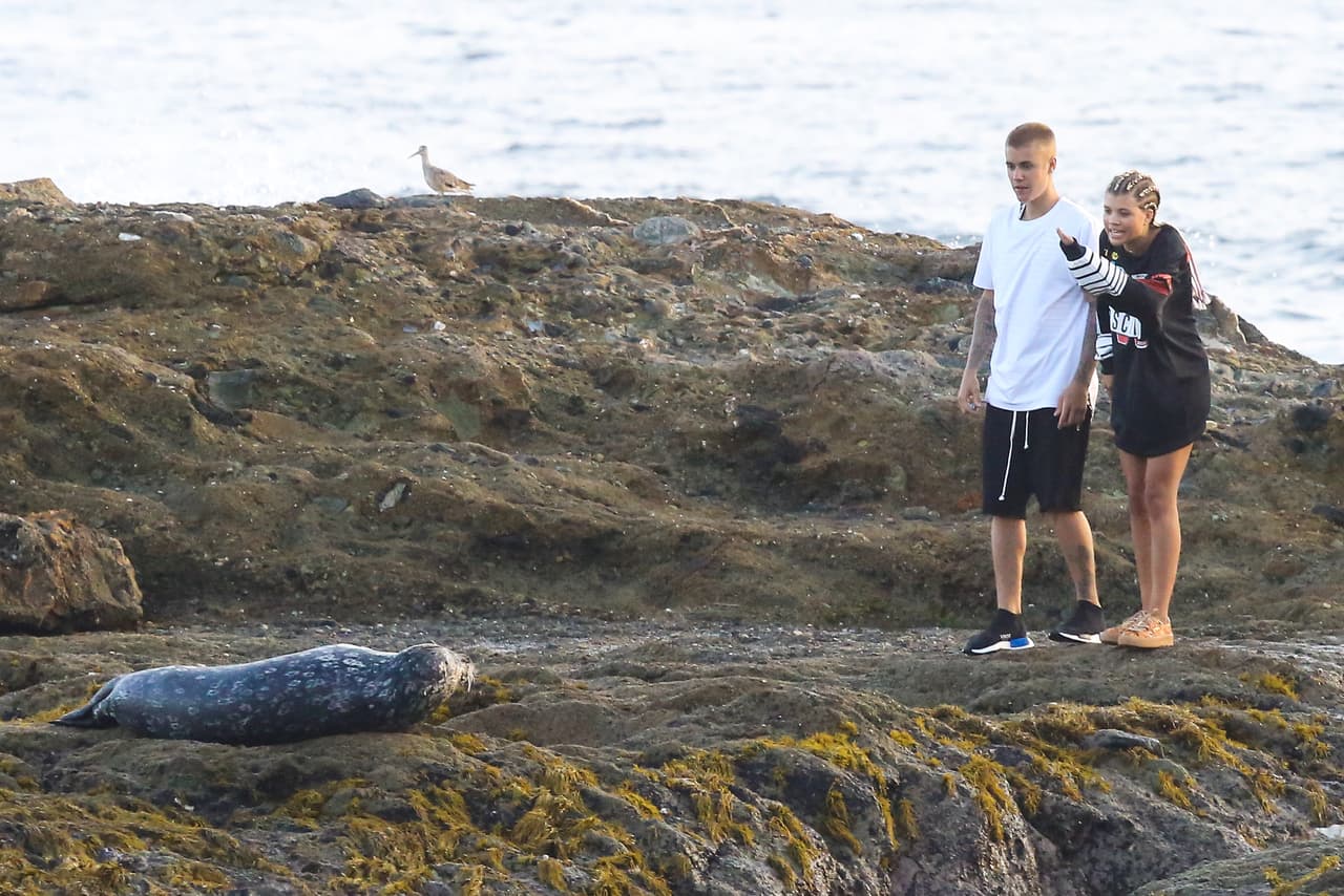 Y ahí se maravillaron ante una foca que estaba "echándose la siesta".