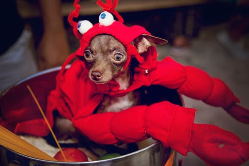 Mantenga a su mascota segura adentro por la noche si le preocupa que su perro pueda molestarse o asustarse.