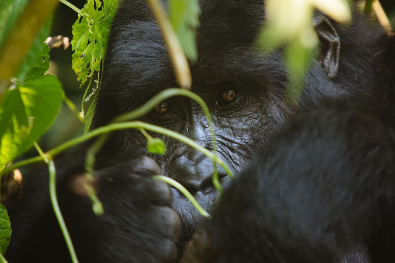 Para proteger una especie y sus poblaciones, es necesario entenderlos y poder identificarlos. Así como se diferencian los tigres por los patrones de sus rayas, los expertos pueden diferenciar a un gorila de otro por la forma y rugosidades de su rostro, particularmente alrededor de su nariz. Estos gentiles primates, parientes cercanos a los humanos, también tienen huellas digitales individuales como las nuestras… aunque este método de identificación realmente no es práctico.