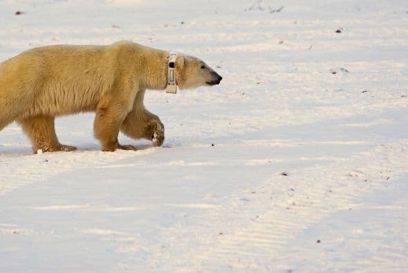 También sus patas tienen textura antideslizante para tener mejor tracción sobre el hielo.