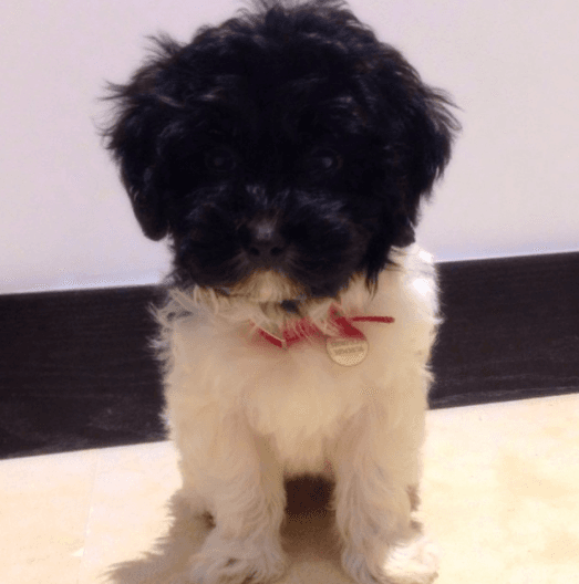 En diciembre del 2014 conocimos a este simpático perrito llamado 'Chómpiras'.