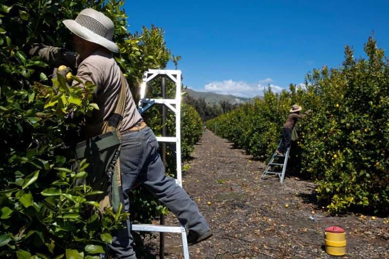 A farmworker picks lemons at an orchard in Mesa, California.