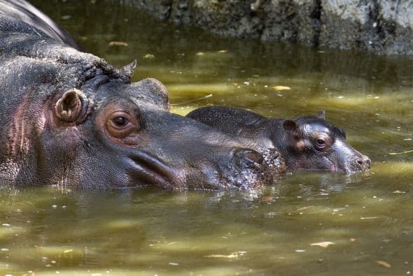 Este pequeño ahora comparte estanque con su madre y dos machos de su misma especie, de 25 y 36 años.