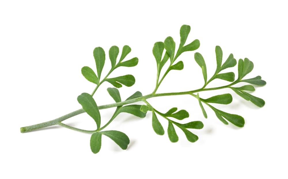 <b>Tres ramitas de ruda</b>
<br>La ruda (
<i>rue</i> en inglés) es nuestra hierba favorita para protección y alejar las malas vibras. Es infaltable en un hechizo de este tipo.