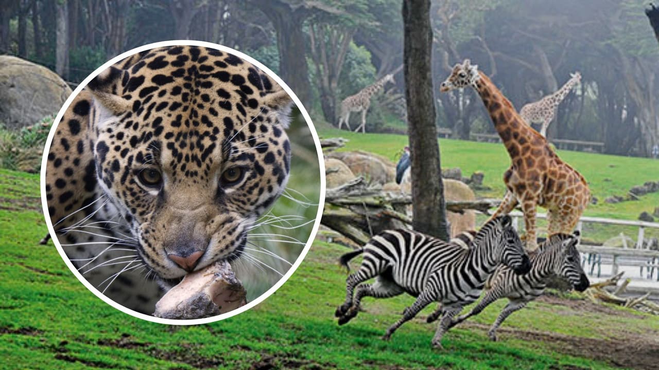 Jaguar vivirá en el Zoológico de San Francisco por primera vez en 24 años