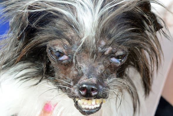 Eso le produjo parches de calvicie en todo el cuerpo.