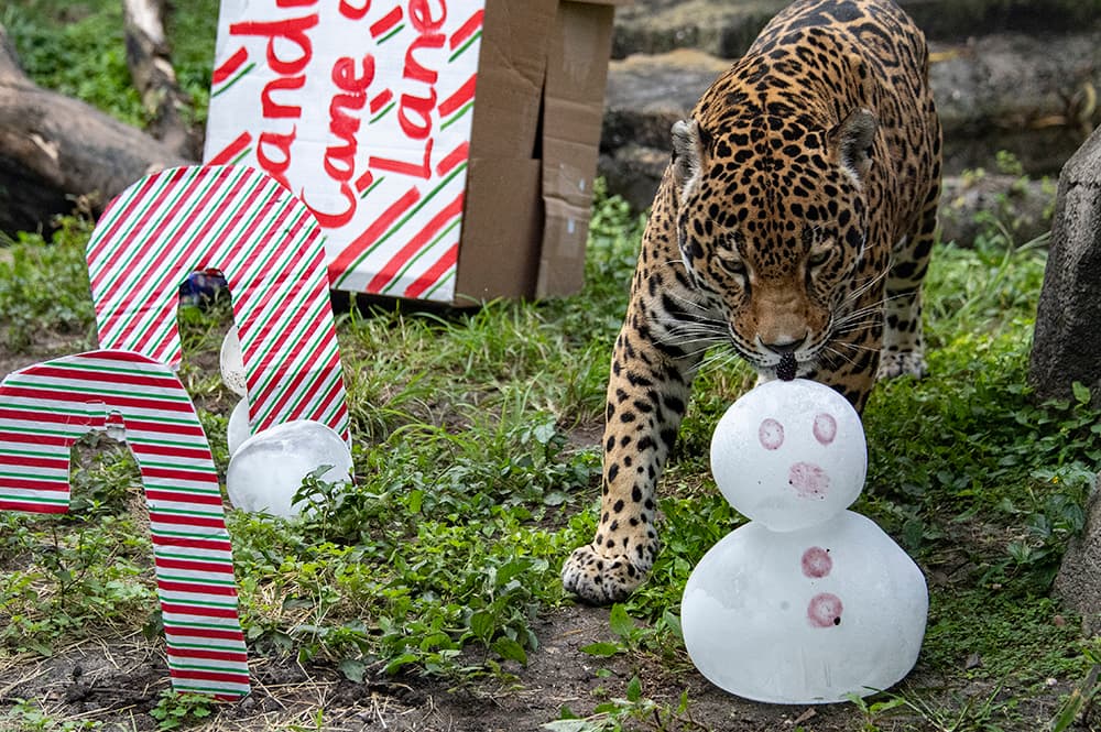 Los jaguares, “Reina” y “Adonia” pasearon por un “Candy Cane Lane” y encontraron cajas regalo que tenían chupetas formadas con bloques de hielo hechos con sangre de la carne.
