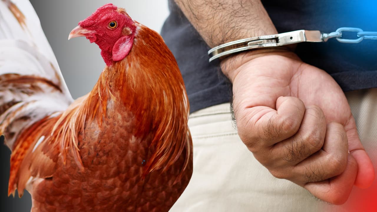 Redadas en el norte de Texas dejan 33 detenidos en palenques por peleas de gallos