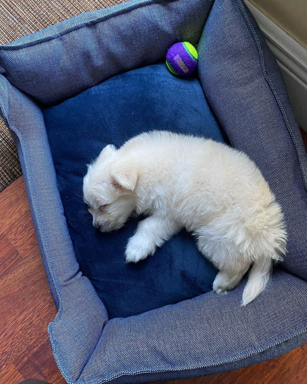 Esta hermosura se llama Tito, y es el nuevo habitante de la casa de Raúl González.