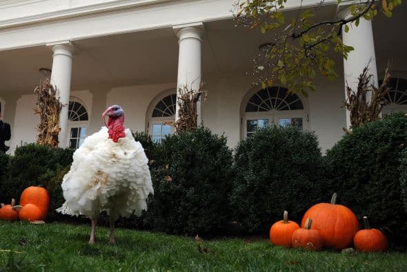 Una vez indultado, el pavo es enviado a una granja donde pasa el resto de su vida.