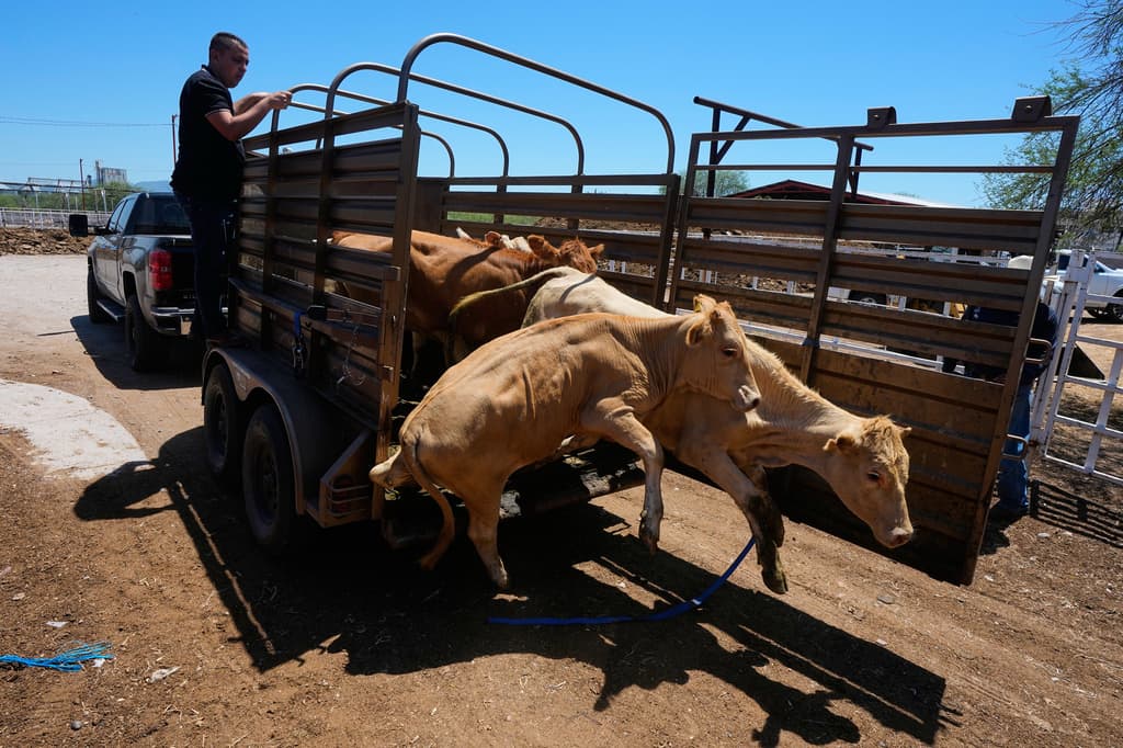 Un ganadero descarga terneros en los corrales de la asociación regional de ganaderos antes de la anunciada reapertura de la frontera estadounidense a las importaciones de ganado mexicano, en Hermosillo, México, el lunes 17 de agosto de 2026. (Foto AP/Fernando Llano)