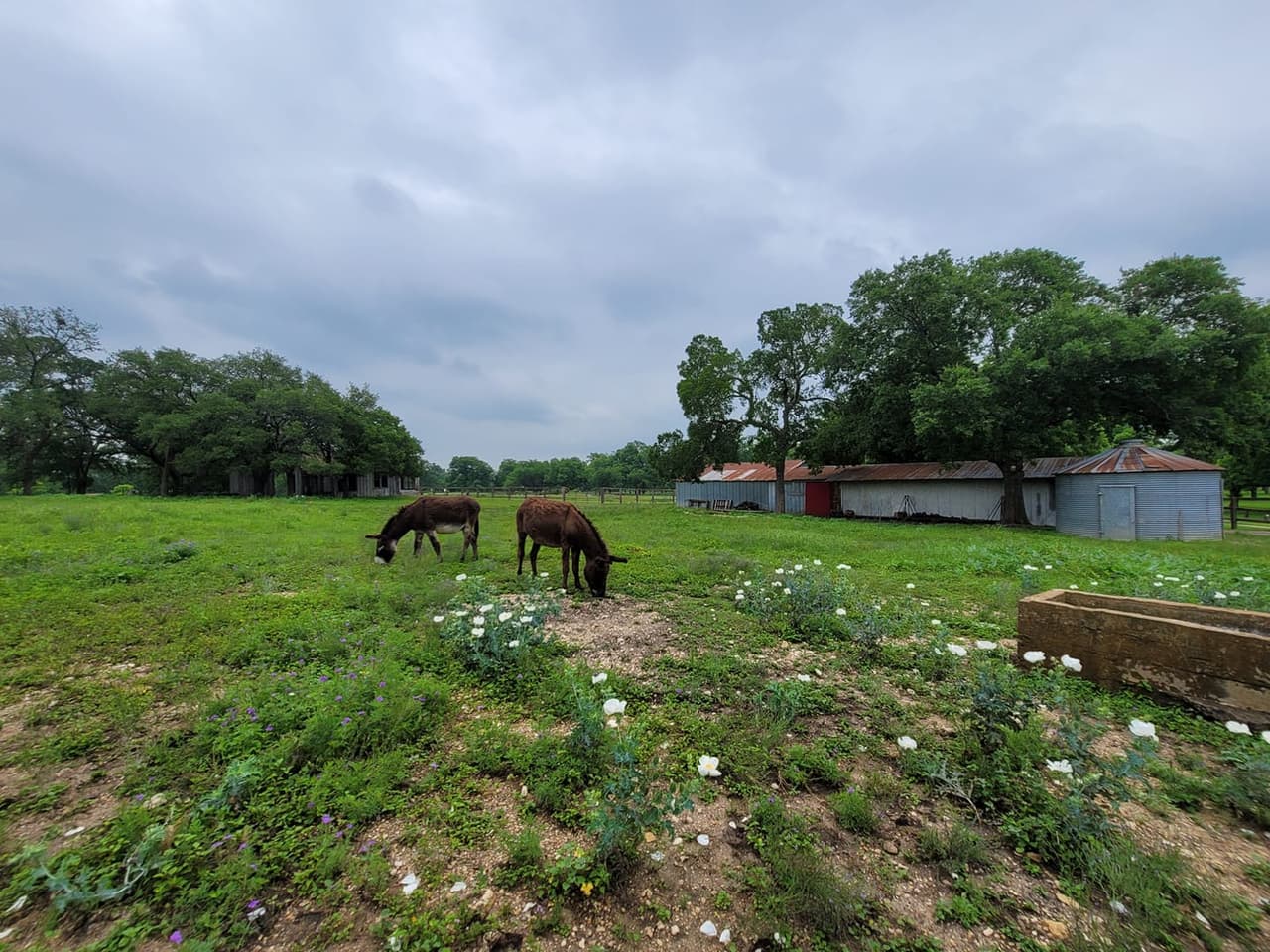 Se puede apreciar una variedad de animales en el lugar.