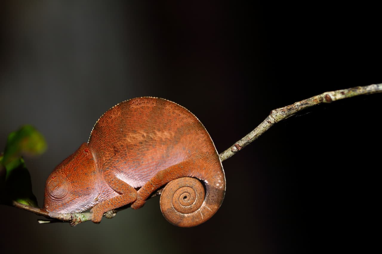 <b>Foto destacada. </b>Un camaleón durmiendo en la vegetación, en Madagascar.